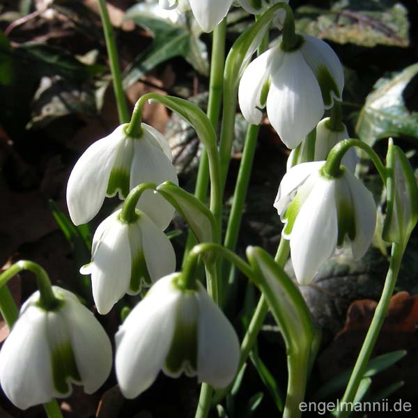 G. plicatus flore-pleno