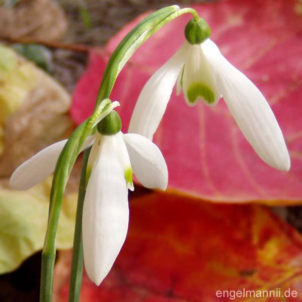 G. reginae-olgae