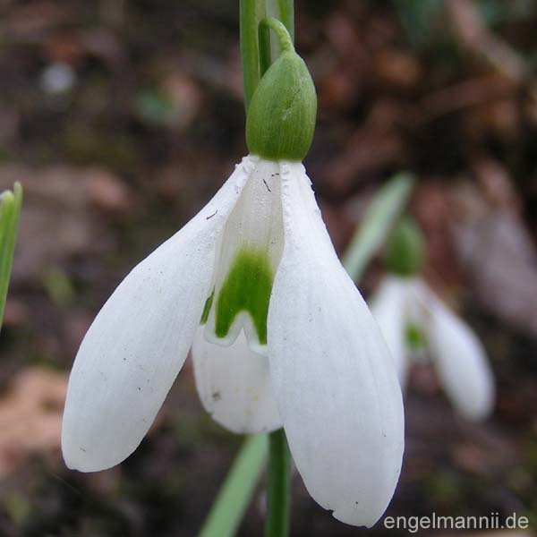 G. rizehensis BAYTOP