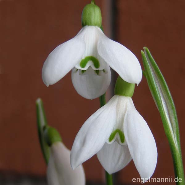 G. rizehensis