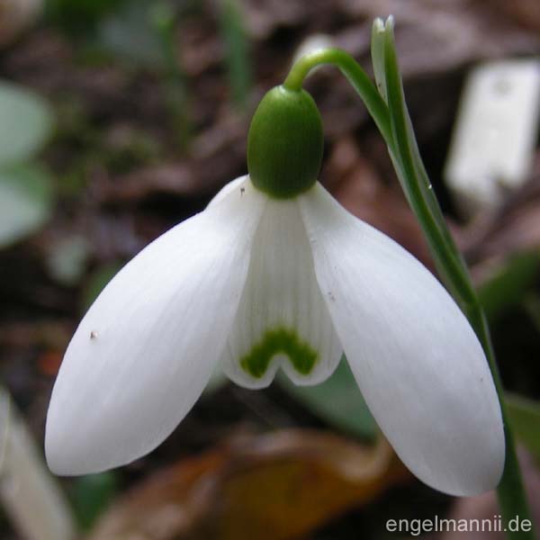GINNS IMPERATI
