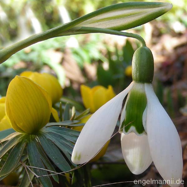 GRÜNE OSTERN II