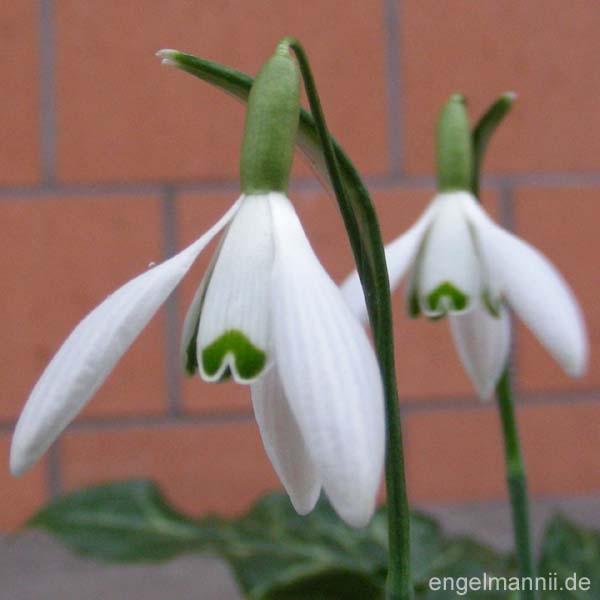 LANGE KERLS