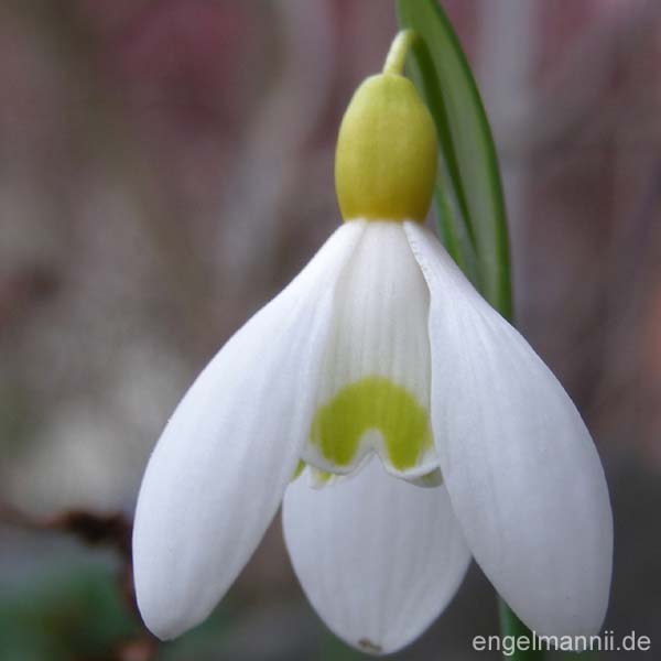 PRIMROSE WARBURG