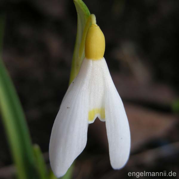 SAVILL GOLD