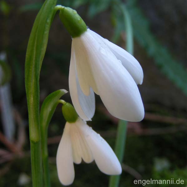WHITE GEM