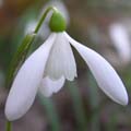 BOHEMIA WHITE