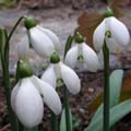 DICKERCHEN