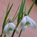 G. nivalis SCHARLOCKII