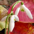 G. reginae-olgae