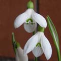 G. rizehensis