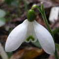 GINNS IMPERATI
