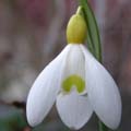 PRIMROSE WARBURG