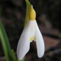 SAVILL GOLD