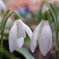 SCHNEEWEISSCHEN
