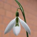ST. ANNE`S