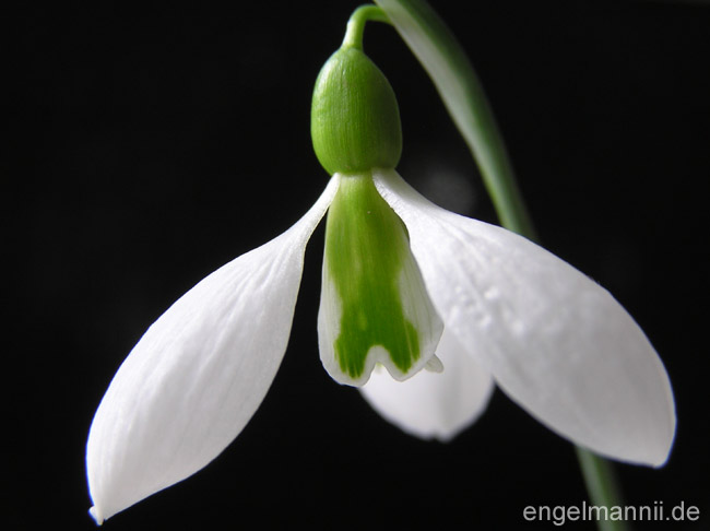 CLARE BLAKEWAY-PHILLIPS