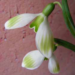 SCHORBUSER BLUT