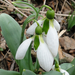 GRNE NAGELSPITZEN