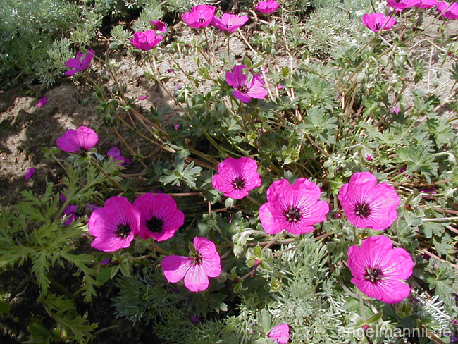 G. cinereum var. subcaulescens