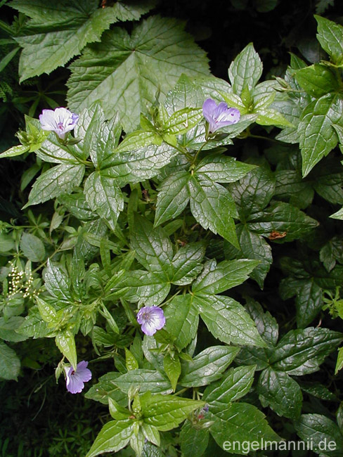 G.nodosum