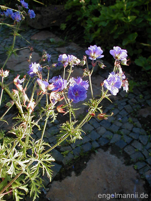 G.prat. plenum caeruleum