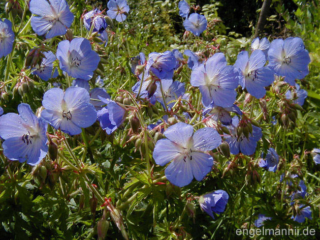 KASHMIR BLUE