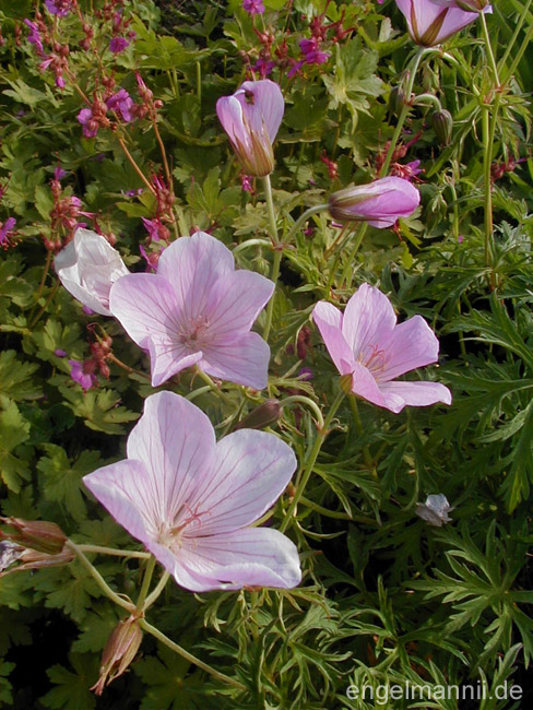 KASHMIR PINK