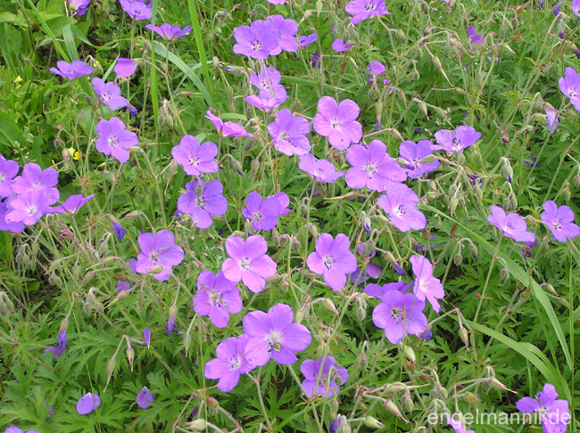 KASHMIR PURPLE