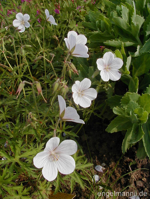 KASHMIR WHITE