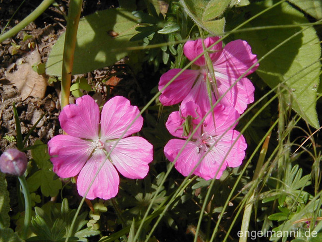 PINK JUBILEE