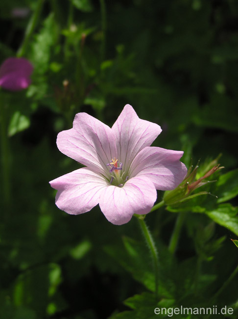 PRESTBURY BLUSH