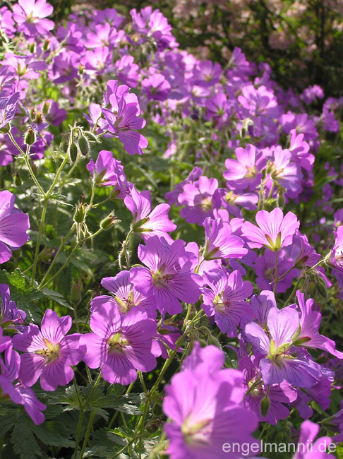 SIRAK