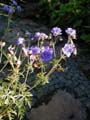 G.prat. plenum caeruleum