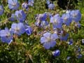 KASHMIR BLUE