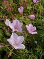 KASHMIR PINK
