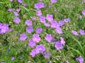KASHMIR PURPLE