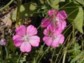 PINK JUBILEE