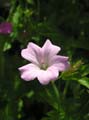 PRESTBURY BLUSH