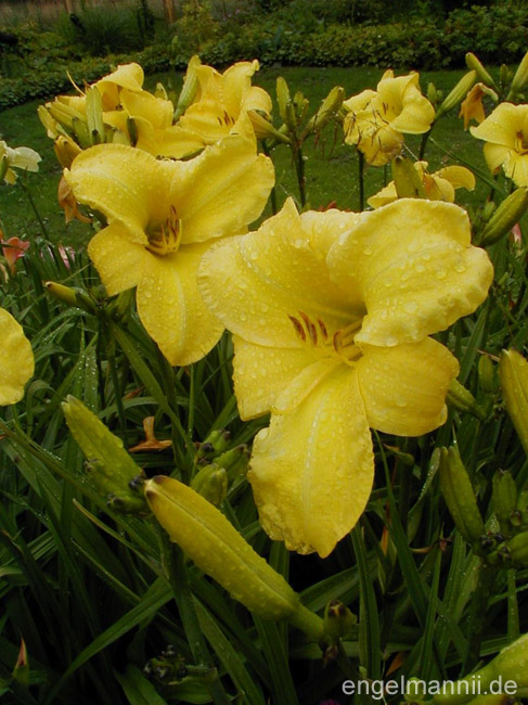 BERLIN LEMON