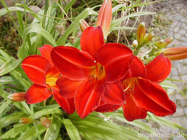 GANZ ROT
