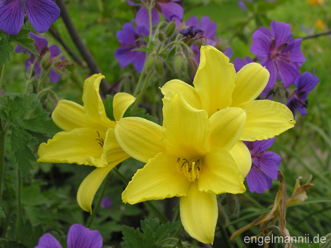 Hemerocallis minor
