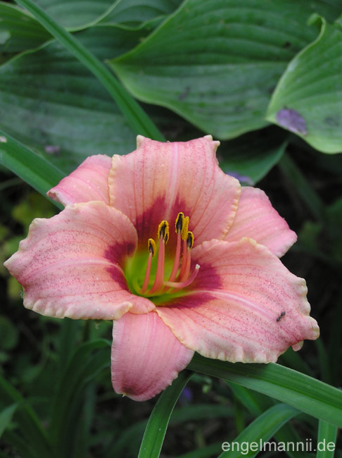 PALATINA PINK PANTHER