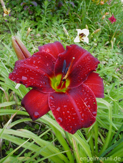RUBY TROAT