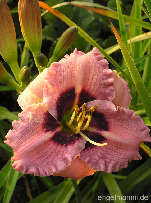 SILOAM MERLE KENT