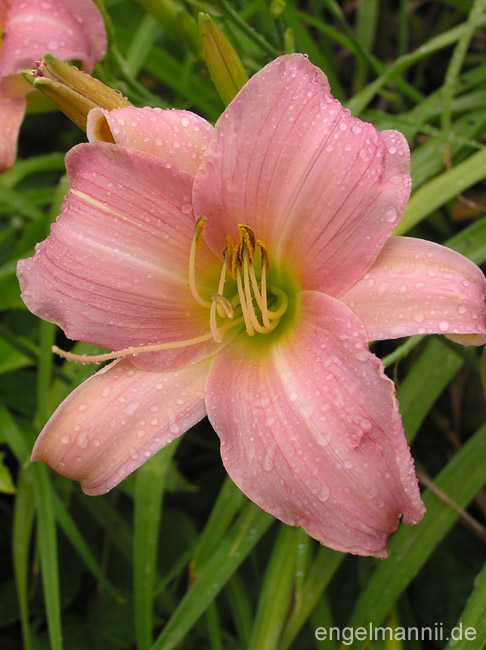 WINSOME LADY