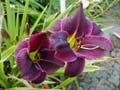 BLOCHER`S LILAC