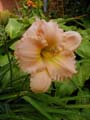 FAIRY TALE PINK 1