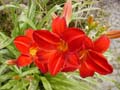 GANZ ROT