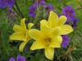 Hemerocallis minor
